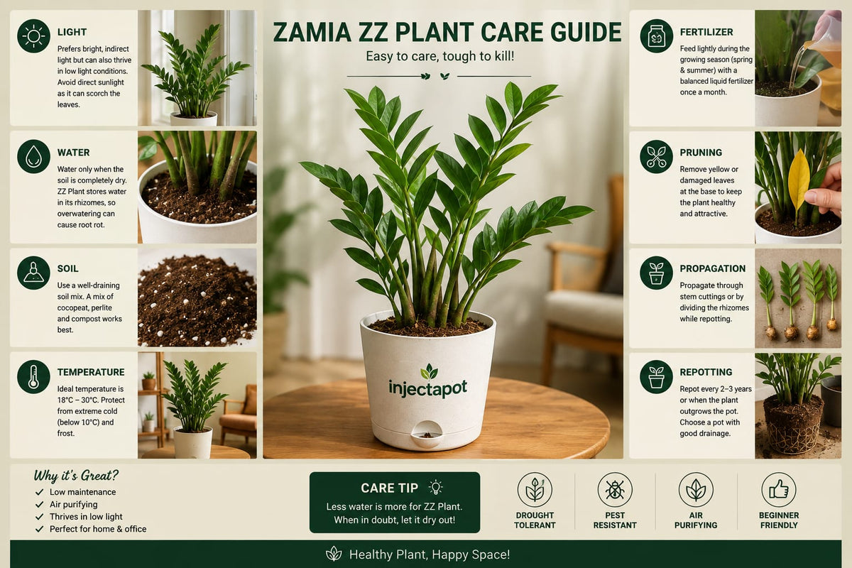 Zamia ZZ Plant Good Air Purifier