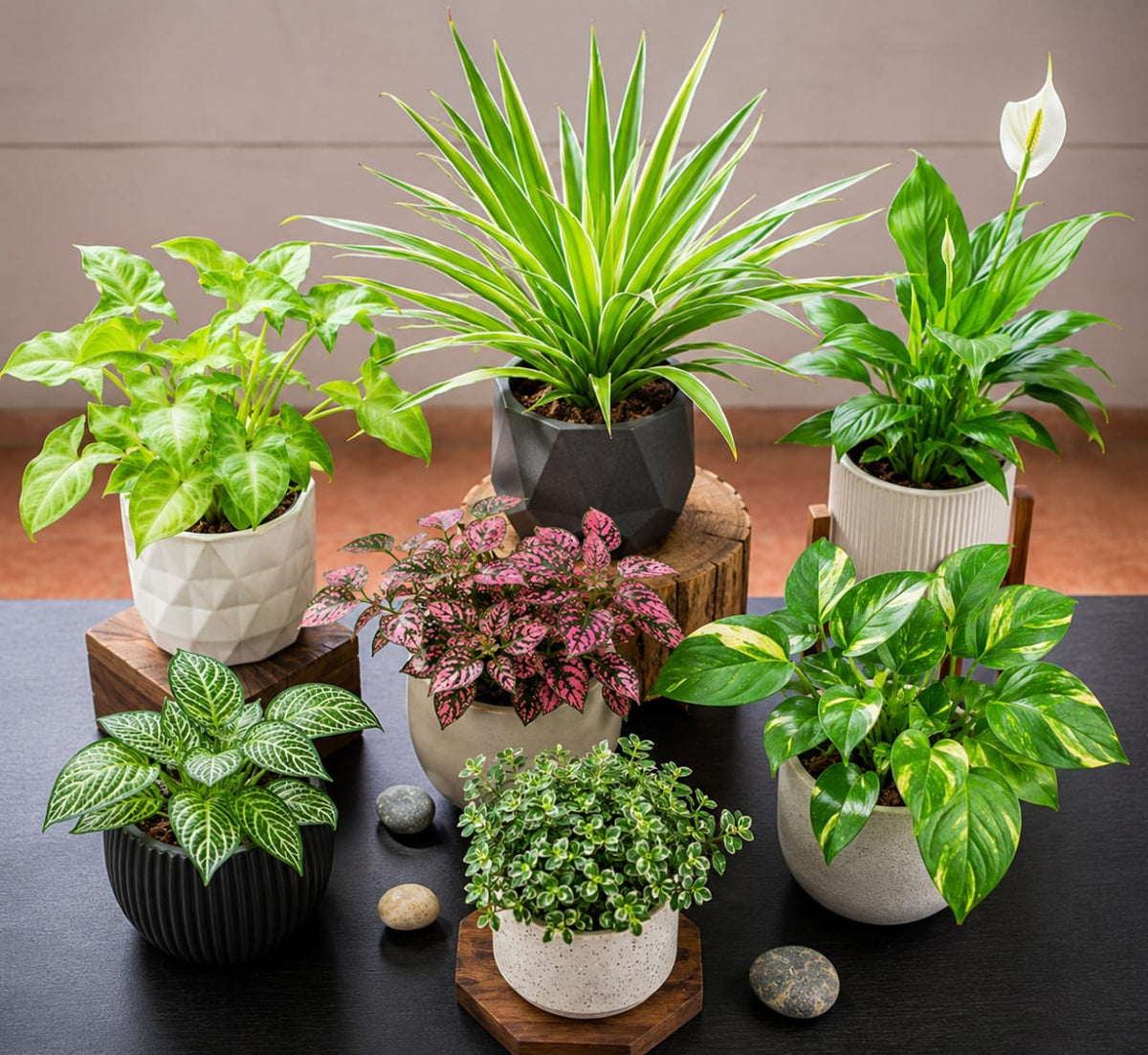 Indoor Plants