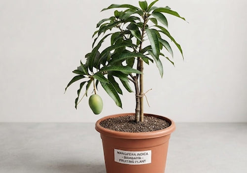 Bambaiya Grafted Mango