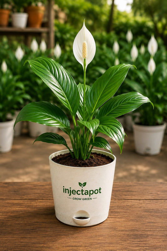 Peace Lily Plant