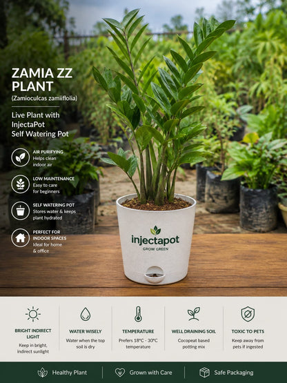 Zamia ZZ Plant Good Air Purifier