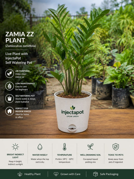 Zamia ZZ Plant Good Air Purifier