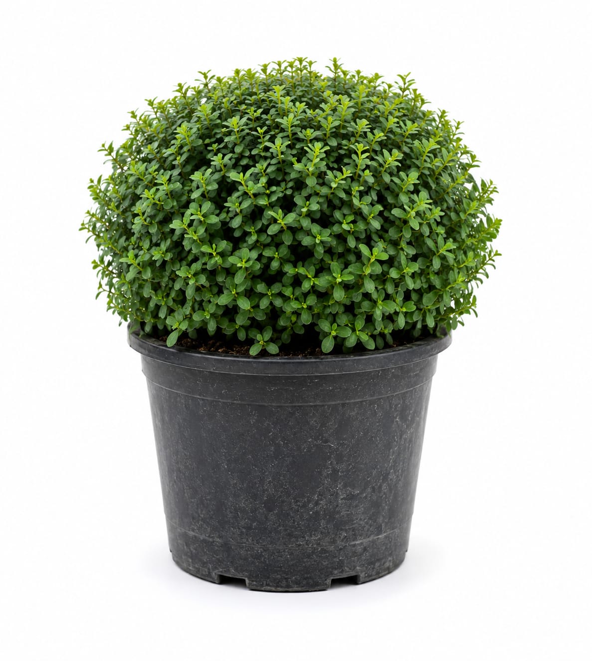 Green Ball Topiary Plant – Live Ornamental Plant