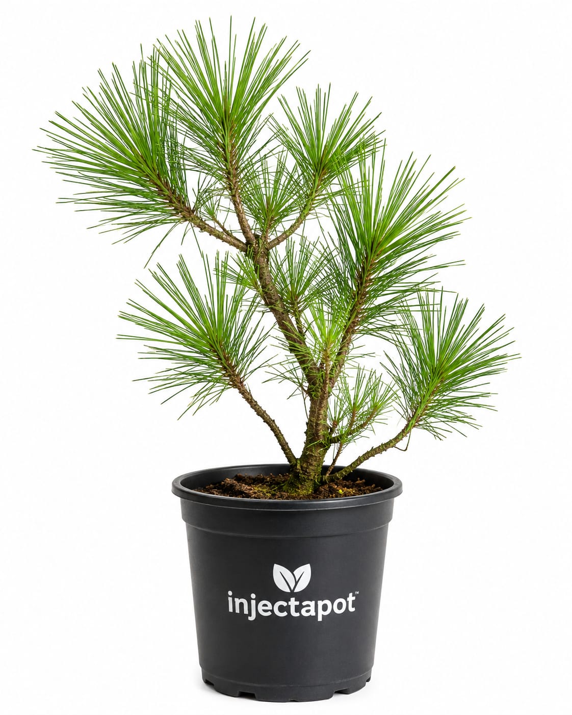 Pine Bonsai Plant
