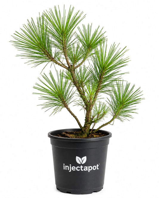 Pine Bonsai Plant