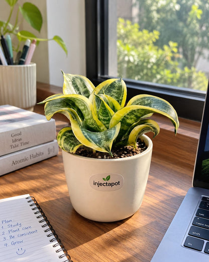 Golden Hahnii Snake Plant (Curled)