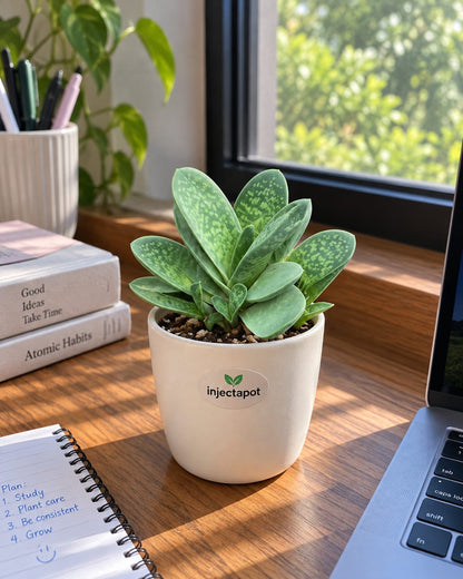 Gasteria Ox Tongue Succulent