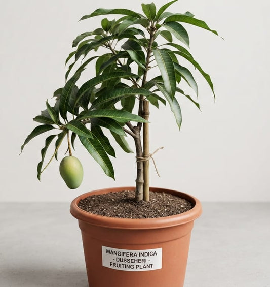 Dasheri Grafted Mango