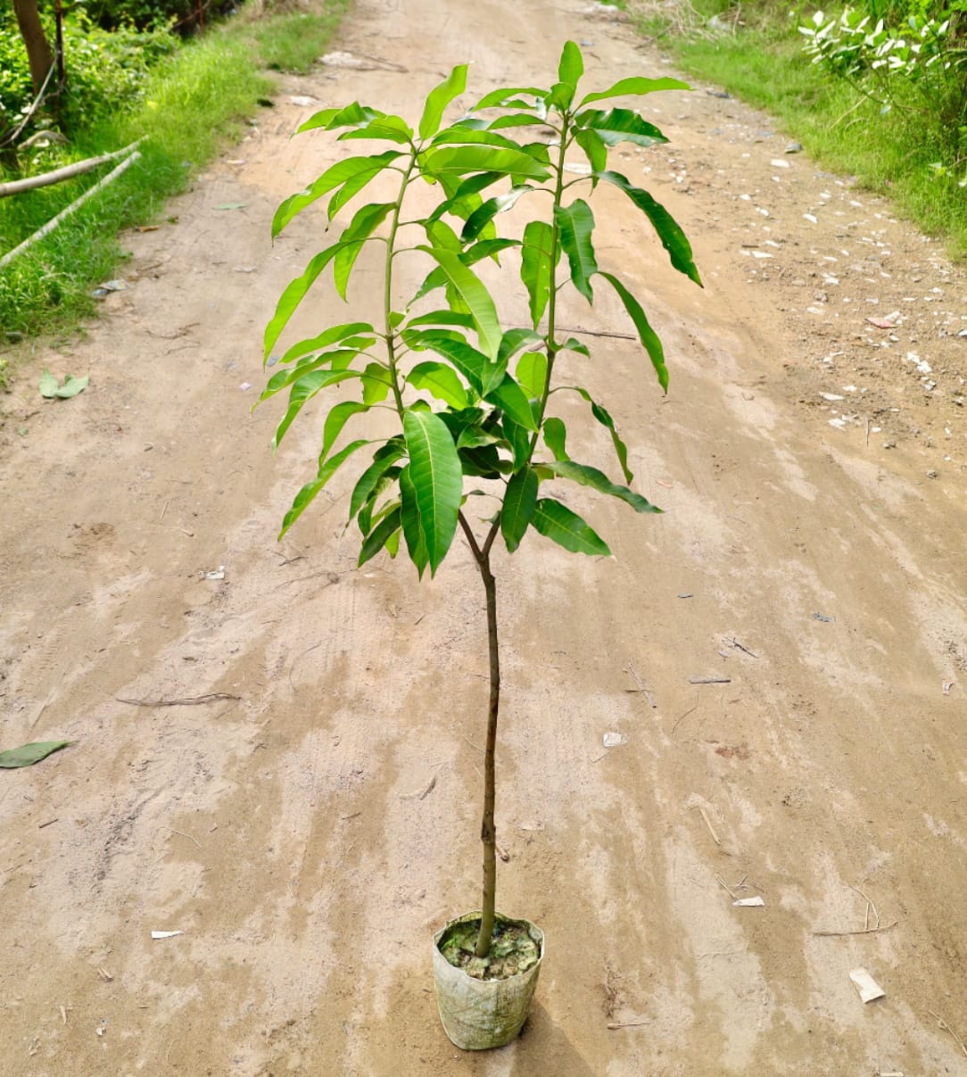Amrapali Grafted Mango (Hybrid)
