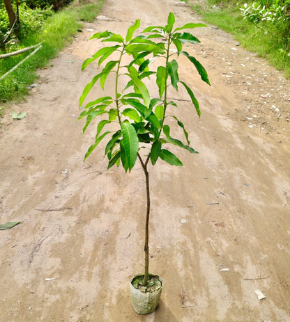 Amrapali Grafted Mango (Hybrid)