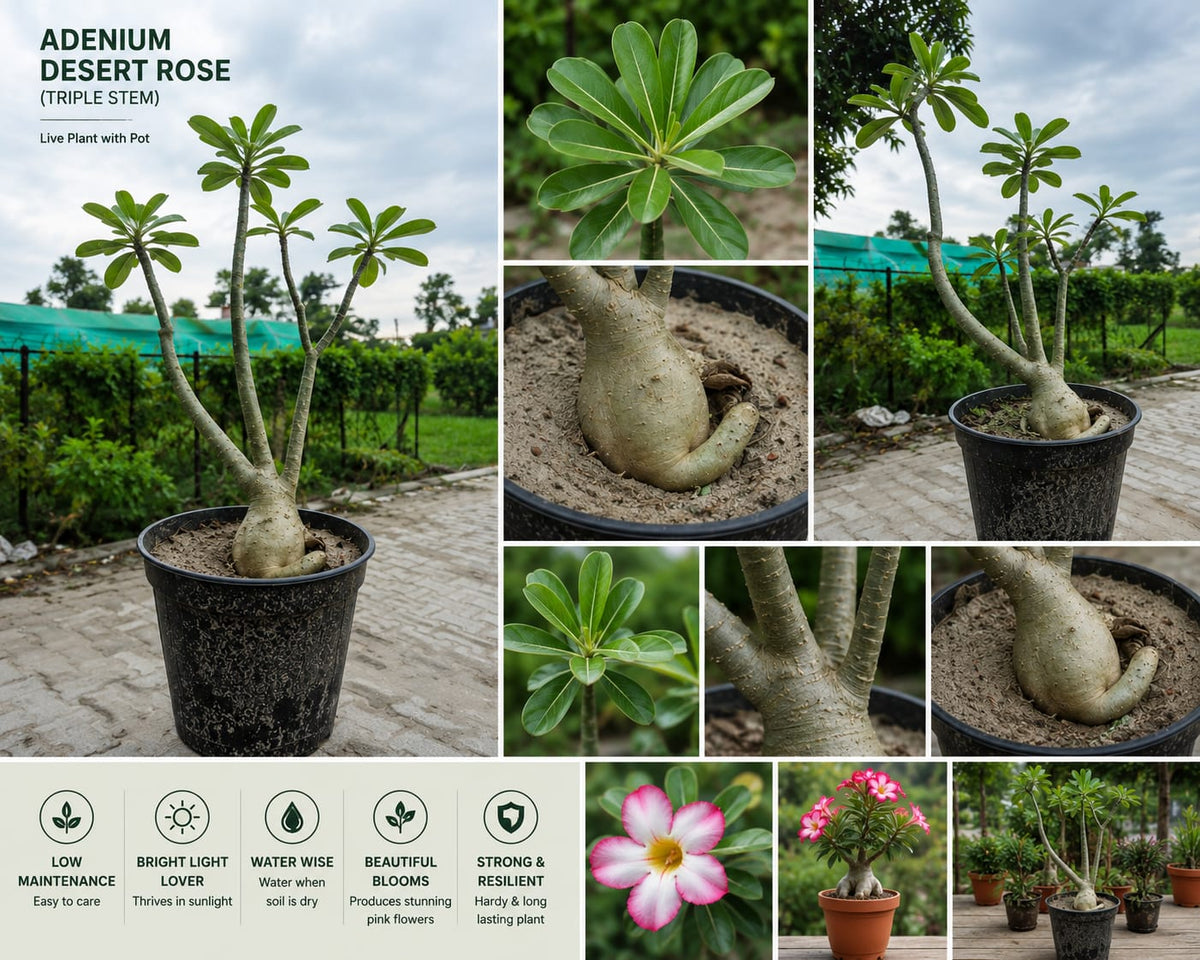 Adenium Plant (Desert Rose) - Low Maintenance &  Vibrant Blooms