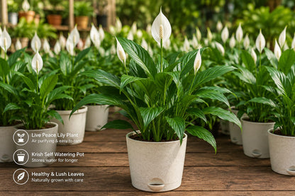 Peace Lily Plant