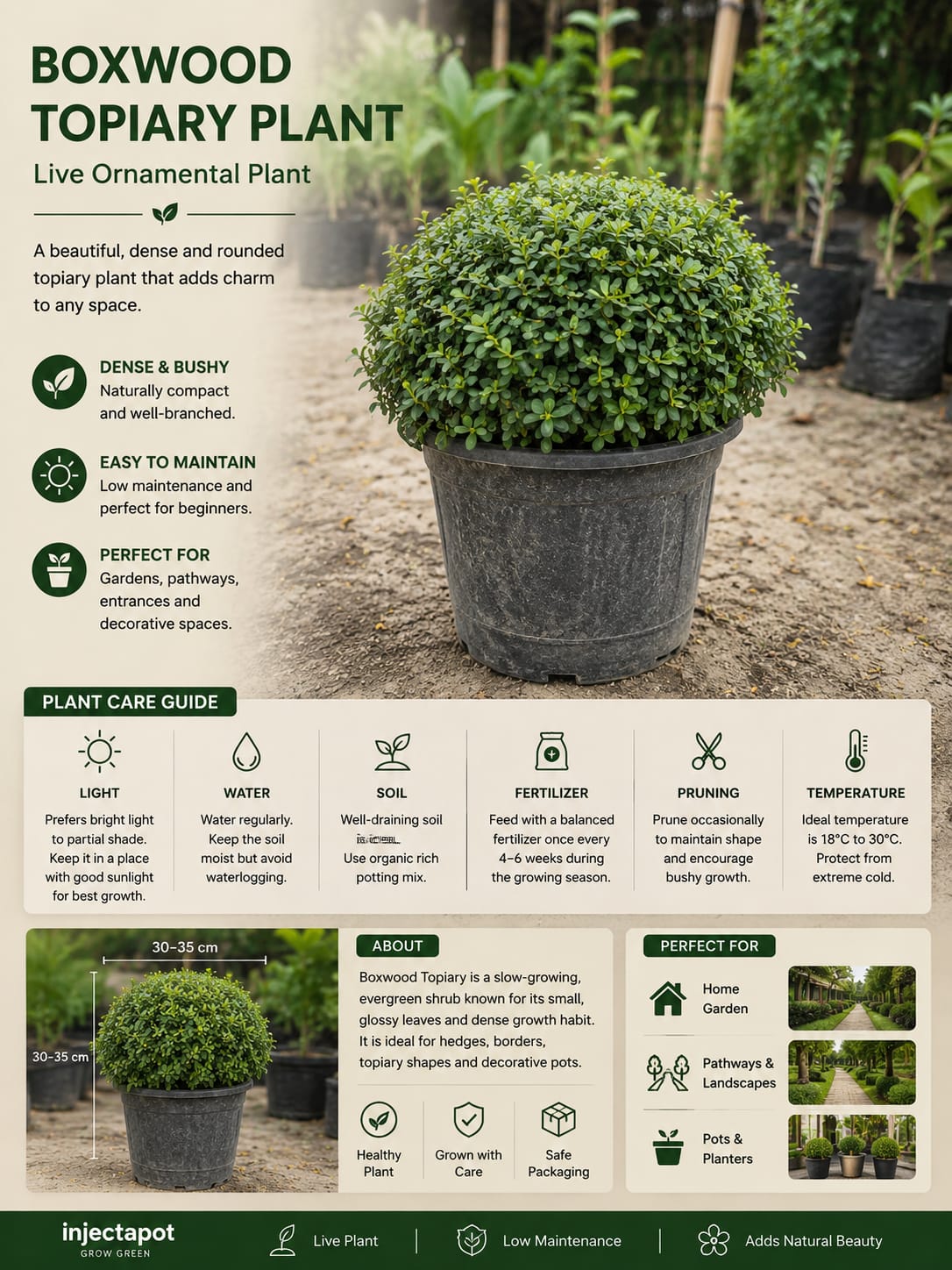 Green Ball Topiary Plant – Live Ornamental Plant