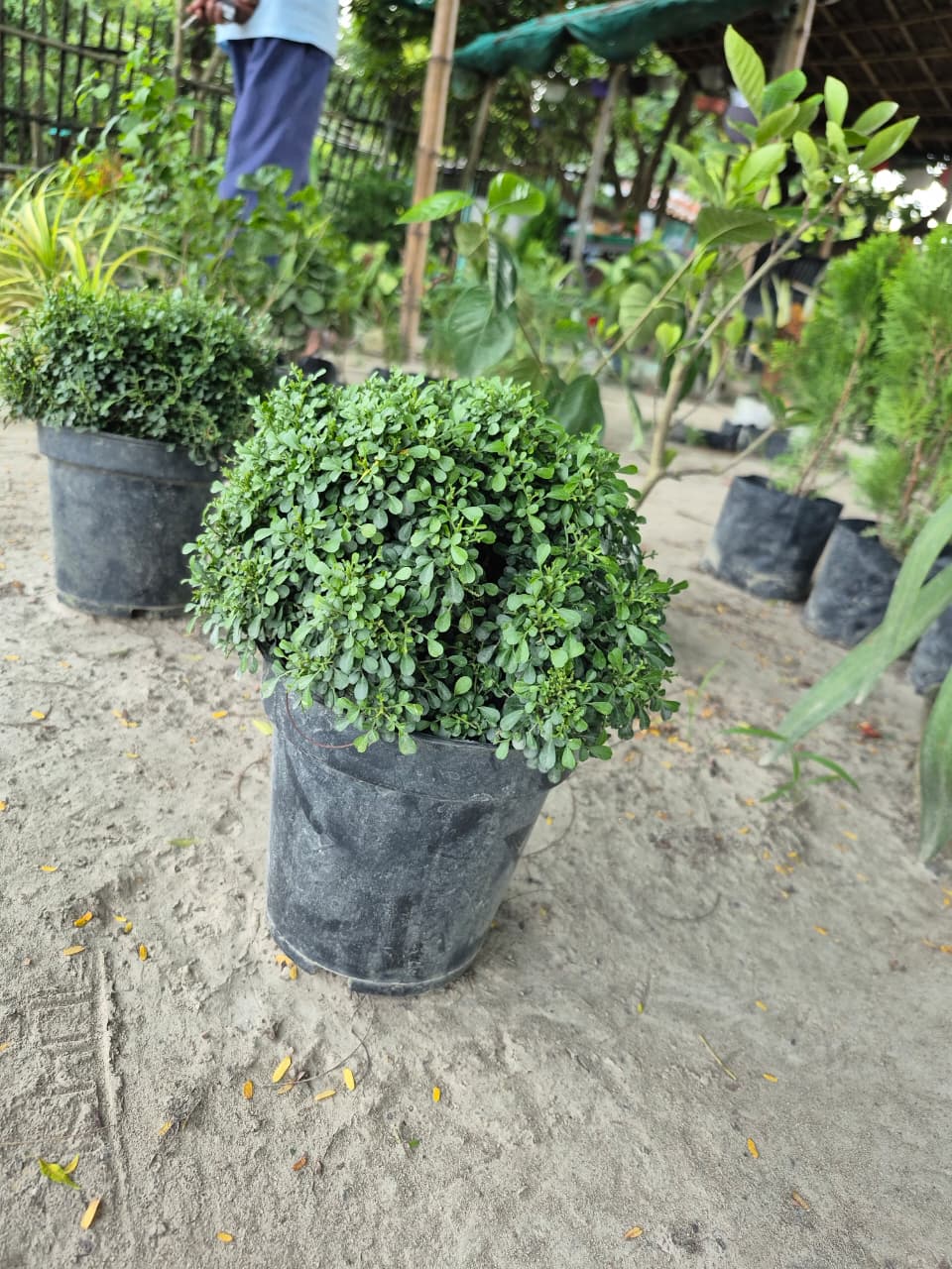 Green Ball Topiary Plant – Live Ornamental Plant