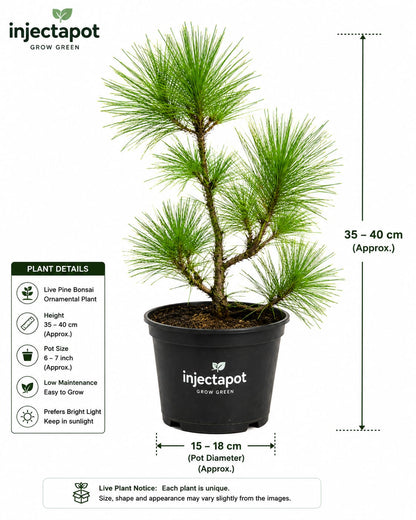 Pine Bonsai Plant