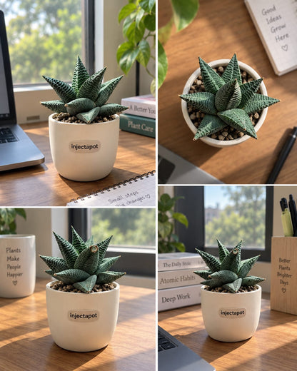 fary washboard (Succulent)