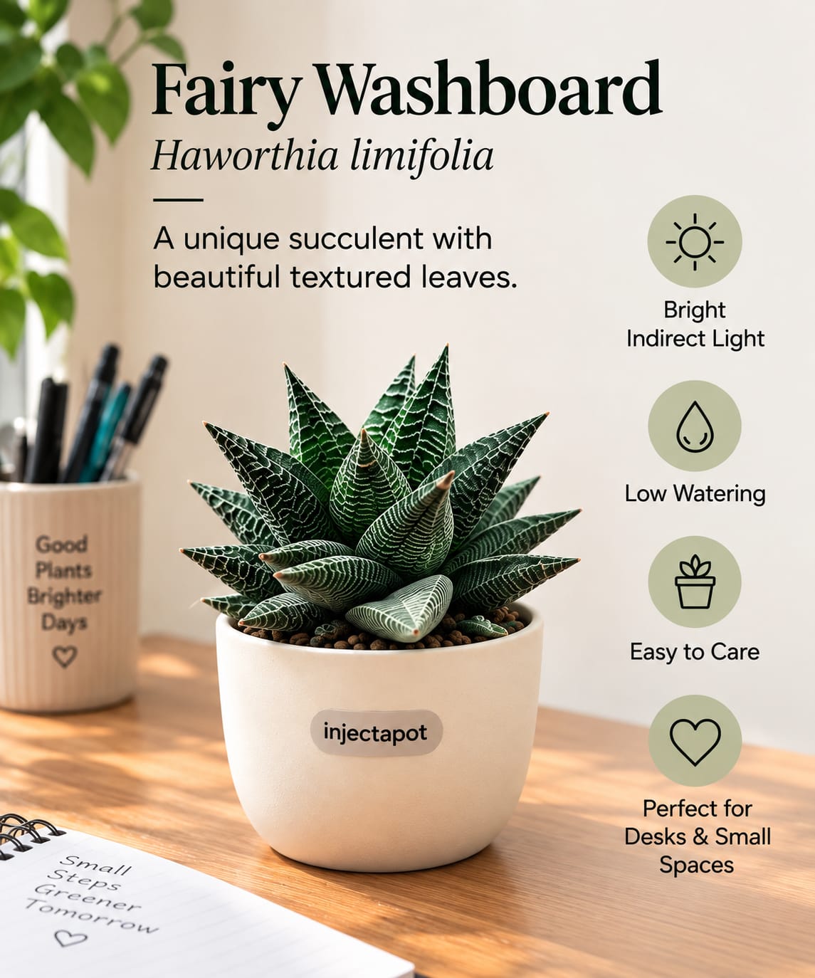 fary washboard (Succulent)