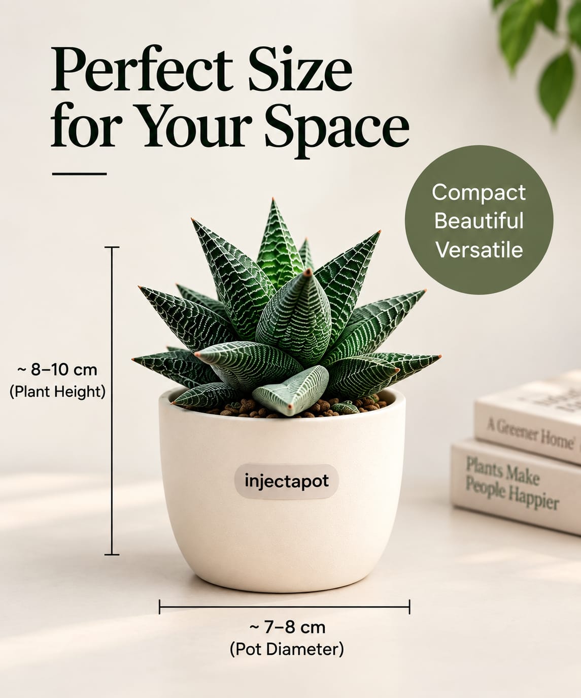 fary washboard (Succulent)