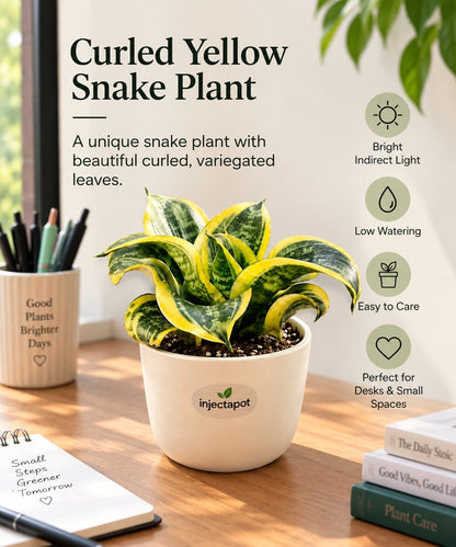 Golden Hahnii Snake Plant (Curled)