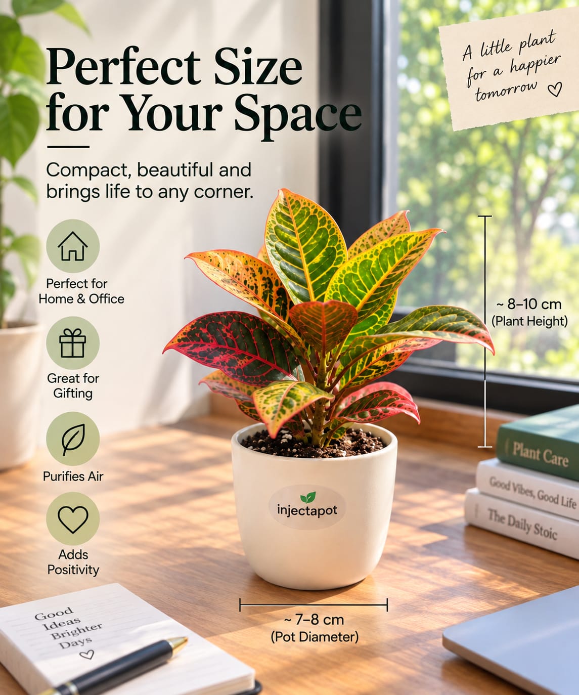 Croton Petra – Colorful Variegated Indoor Plant | Injectapot