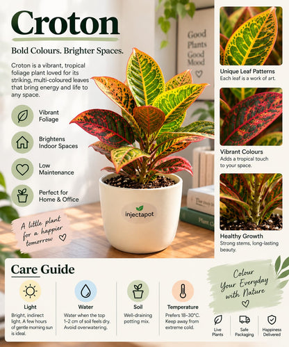 Croton Petra – Colorful Variegated Indoor Plant | Injectapot