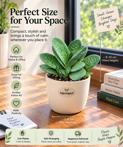 Gasteria Ox Tongue Succulent