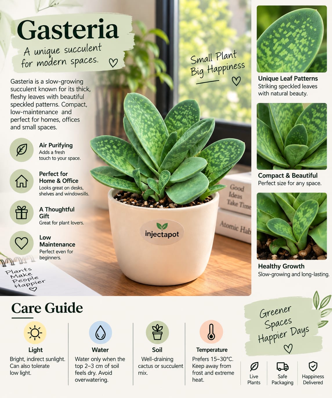 Gasteria Ox Tongue Succulent