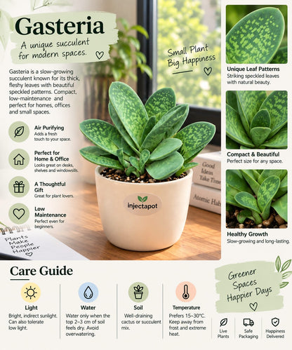 Gasteria Ox Tongue Succulent