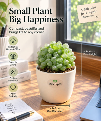 Haworthia Cooperi – Transparent Succulent | Injectapo
