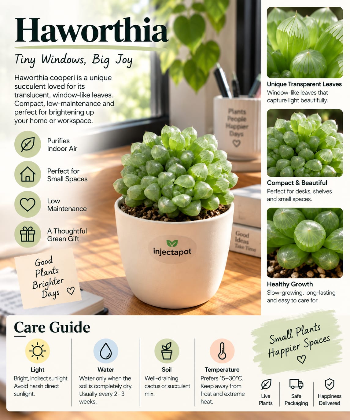 Haworthia Cooperi – Transparent Succulent | Injectapo