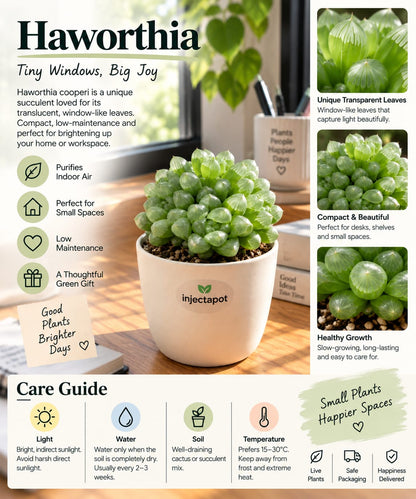 Haworthia Cooperi – Transparent Succulent | Injectapo