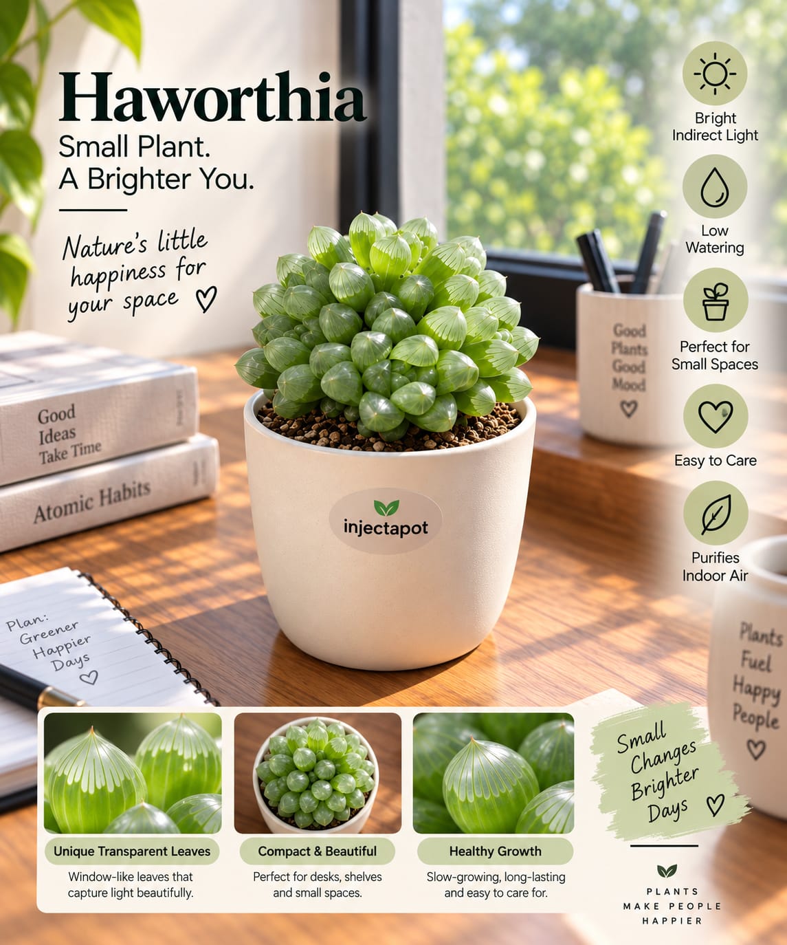Haworthia Cooperi – Transparent Succulent | Injectapo