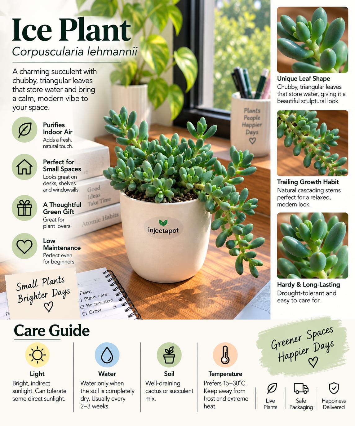 Ice Plant – Corpuscularia lehmannii | Live Succulent | Injectapot