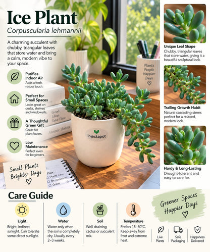 Ice Plant – Corpuscularia lehmannii | Live Succulent | Injectapot