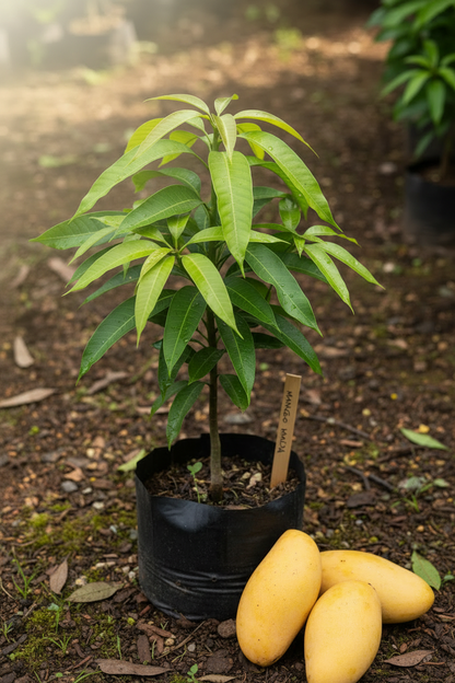 Malda Grafted Mango