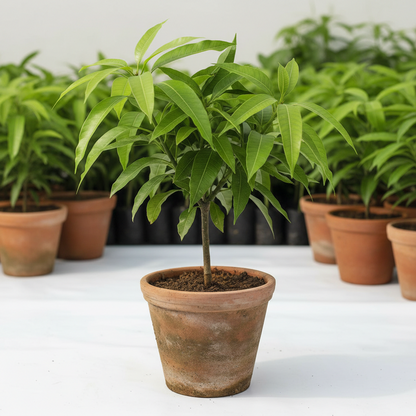 Himsagar Grafted Mango