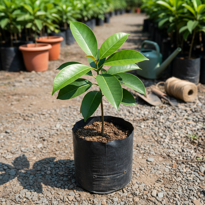 Thai Grafted Chiku